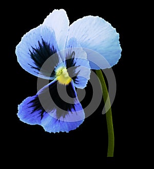 Pansy blue flower on black isolated background with clipping path. Closeup no shadows.