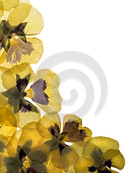 Pansy border