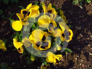 Pansy, botany name Viola wittrockiana, family violaceae