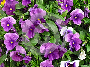 Pansy, botany name Viola wittrockiana, family violaceae
