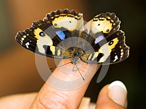 Pansy butterfly