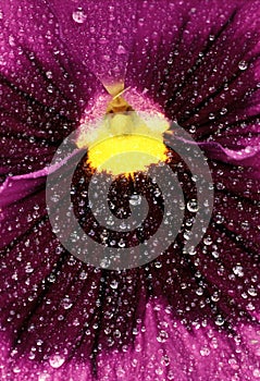 Pansy Close-Up photo