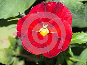 Pansy. The colorful petals of the flower buds. Garden flowers