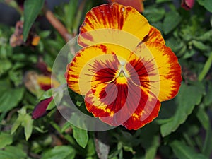 Pansy. The colorful petals of the flower buds. Garden flowers