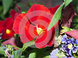 Pansy. The colorful petals of the flower buds. Garden flowers