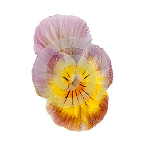 Pansy with dew drops isolated