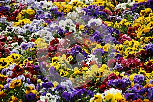 Pansy field photo