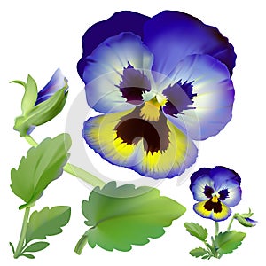 Pansy flower.