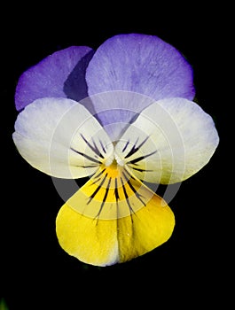 Pansy flower photo