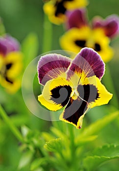 Pansy flower