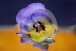 Pansy flower abstract