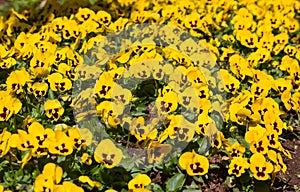 Pansy, flower bed bloom in the garden.