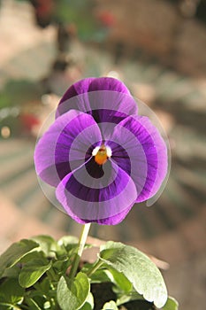 Pansy flower close up