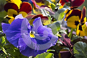 Pansy flower in the garden