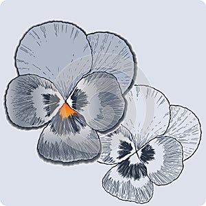 Pansy flower, hand-drawing. Vector illustration.