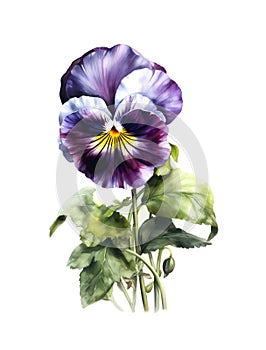 Pansy flower isolated on white background.