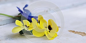Pansy flower isolated on white background.Flowers pansies bright yellow colors with a dark mid-closeup .Edible flowers