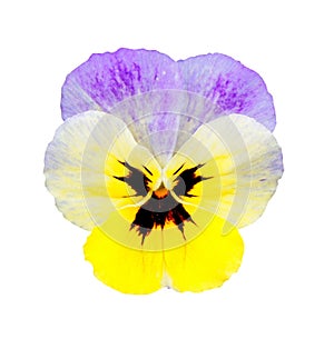 Pansy flower isolated on a white background without a shadow. yellow with purple. Close up. Macro. Vola tricolor. photo