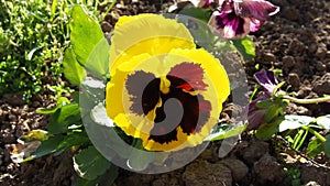 pansy flower. One plant is planted as a seedling in the ground. Flower bed. Yellow - brown petals flutter in the wind