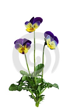 Pansy Flower Plant