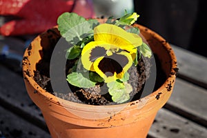 Pansy flower in the pot with garden gloves in the background