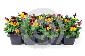Pansy flower seedlings in a tray box on isolated background