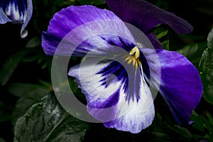 Pansy flower and stamen close up