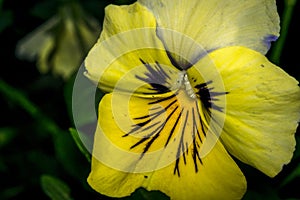 Pansy flower and stamen close up