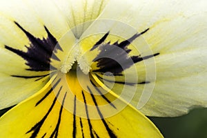 Pansy flower and stamen macro