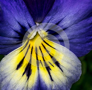 Pansy flower and stamen macro