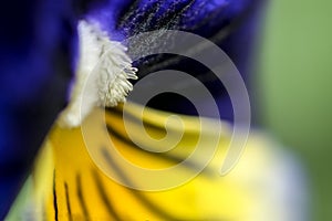 Pansy flower and stamen macro