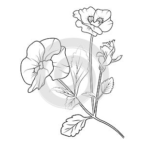 Pansy flower tattoo, black and white vector sketch illustration of floral ornament bouquet of violet, vintage pansy
