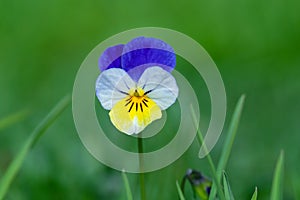 Pansy flower Viola tricolor on green grass background