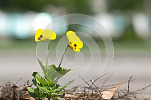 Pansy flower, Viola Tricolor growing out of gray pavement.