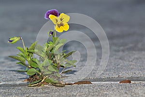 Pansy flower, Viola Tricolor growing through pavement.