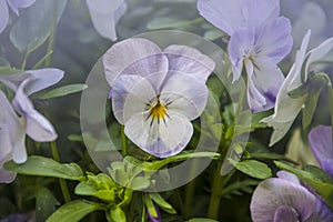 Pansy Flower vivid white and purple spring colors. Macro images of flower faces. Pansy in the garden, soft focus