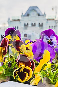 Pansy in the flowerbed in front of the Rizhsky railway station in Moscow, Russia.