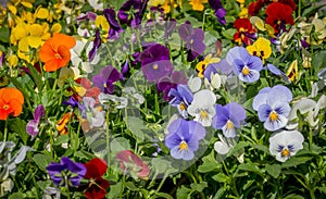 Pansy flowers