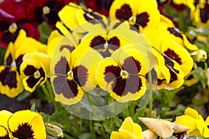 Pansy flowers are blommong in the garden