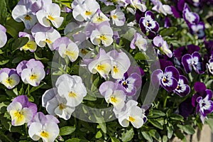 Pansy flowers are blooming in the garden
