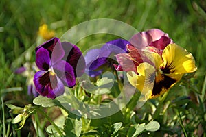 Pansy flowers are bright yellow, blue and red spring colors against a lush green background.