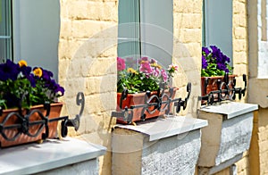 pansy flowers in brown plastic flower pots on window sills
