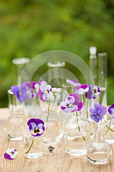 Pansy flowers in chemical glassware, table decoration in garden