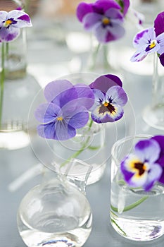 Pansy flowers in chemical glassware, table decoration in garden