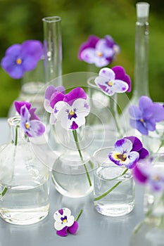 Pansy flowers in chemical glassware, table decoration in garden