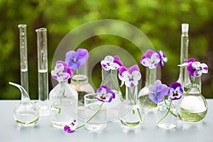 Pansy flowers in chemical glassware, table decoration in garden