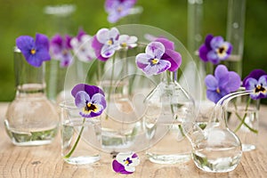 Pansy flowers in chemical glassware, table decoration in garden