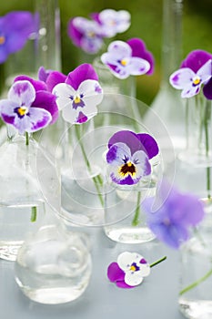 Pansy flowers in chemical glassware, table decoration in garden