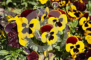 Pansy flowers, close up. Viola tricolor, with dark orange yellow brown petals. Colorful garden pansy blossoms.