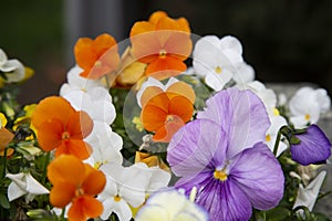 Pansy flowers, close up. Viola tricolor, with dark orange yellow brown petals. Colorful garden pansy blossoms.